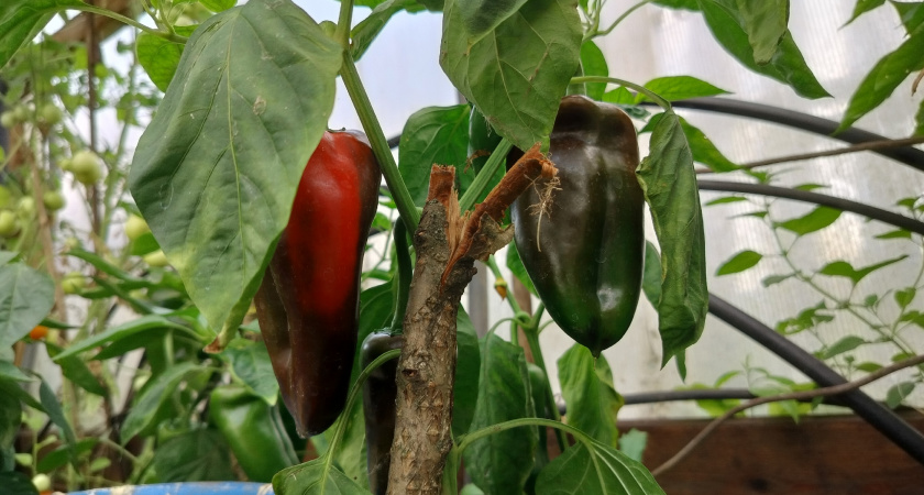 9 любимых сортов сладкого перца, не гибридов: проверены мною на вкус и урожайность - буду выращивать в новом сезоне