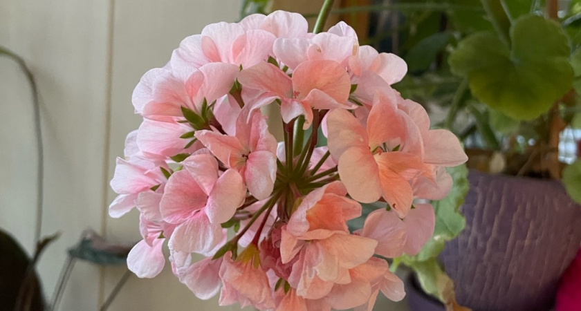 99% людей "убивают" герань зимой - все дело в одной ошибке. Про нее обязан знать каждый цветовод 