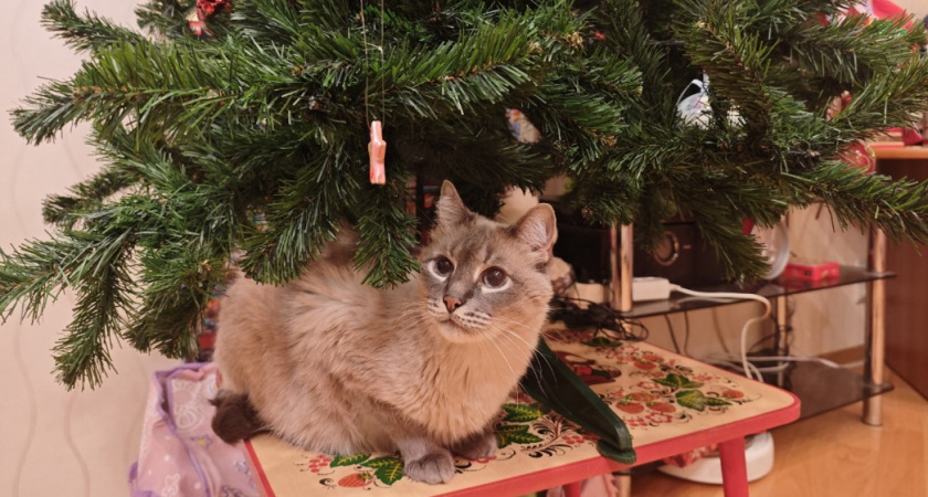 Скучает ли кошка по хозяину на самом деле - об этом должен знать каждый владелец