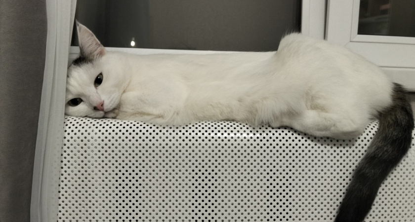 Почему нельзя гладить спящую кошку - запомните раз и на всю жизнь