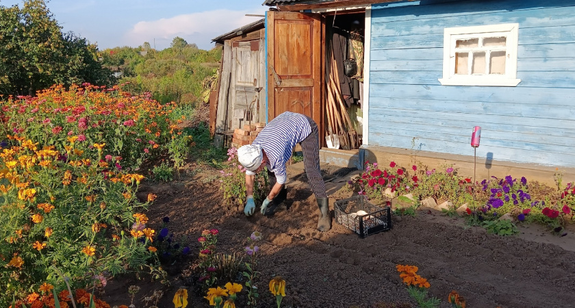 Посадили и забыли до сбора: 10 томатов, которые не нужно подвязывать и пасынковать - огородники за семена драки зимой устраивают