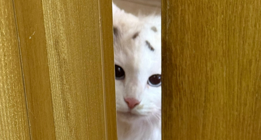 Никогда не выгоняйте кошку, пришедшую к вам домой - и вот почему. Запомните раз и на всю жизнь