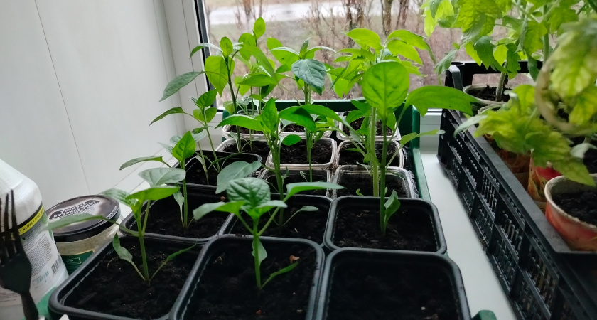 Перец взошел за четыре дня: что я изменил в посеве и почему больше не трогаю торфяные таблетки