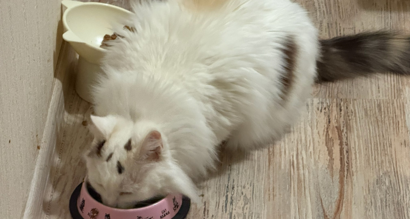 Можно ли размачивать сухой корм для кошек: эксперты говорят – да, и вот почему