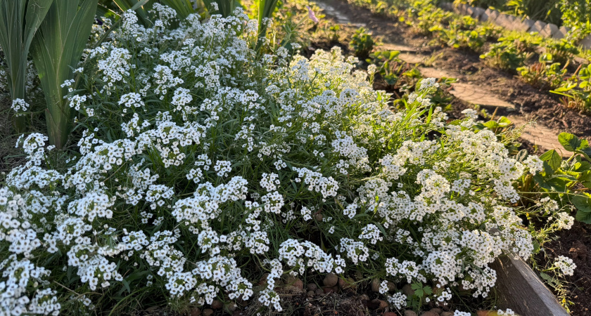 Купила из-за красивой картинки, а потом 3 года выкапывала: 10 цветов, которые портят участок - не советую их высаживать