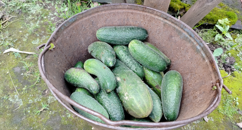 Успел купить 7 пачек огурцов, которых в декабре уже не будет в продаже - хиты 2026 года среди огурцов