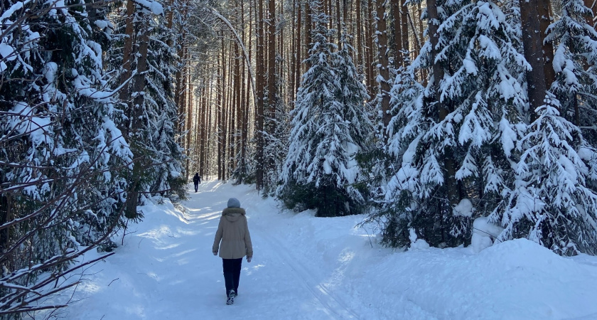 В лесах Кирово-Чепецка распространены вакцины от бешенства