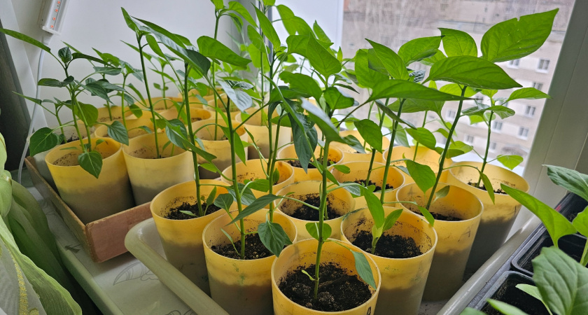 Ещё в 70-х агрономы писали: не ставьте рассаду на подоконник без этой "прослойки": обычная физика и никакого волшебства