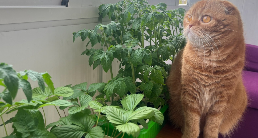 Агрономы еще в 1970-х били тревогу - ставить рассаду на подоконник нельзя. Вот как правильно 