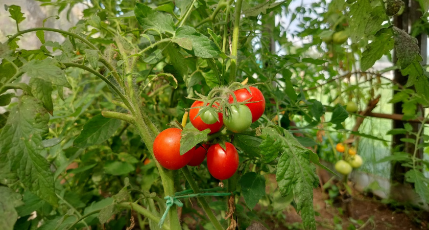 На вкус как вата, да и в банках портятся: эти сорта томатов не стоит сажать на рассаду в 2026 году