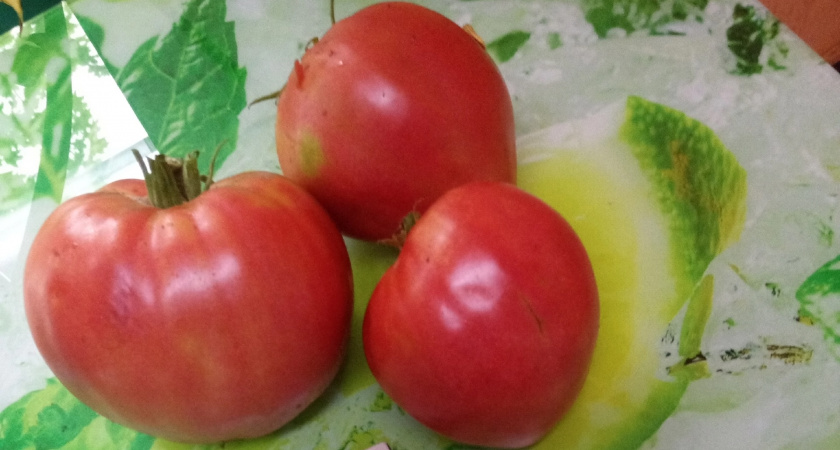 Нашла идеальный сорт томата: собираю по 7 кг с куста - плоды мясистые, с нежной кислинкой, фитофторой не болеют 
