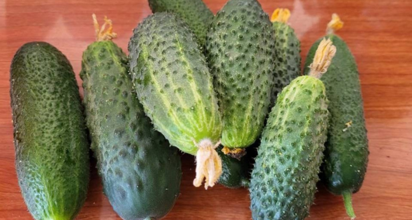 Из ранних сортов каждый год сею только его: огурцов видимо-невидимо, урожай через 30 дней, не горчат