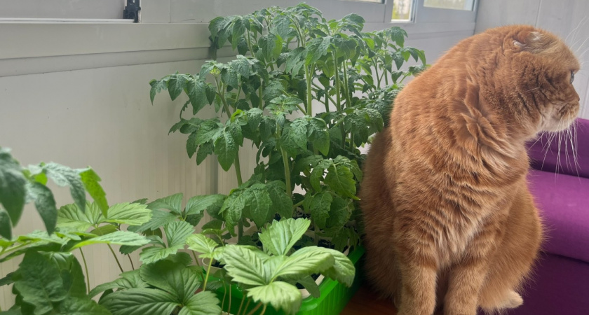 Купила в "Магните" помидоры, разрезала и посадила. Вот что из этого вышло