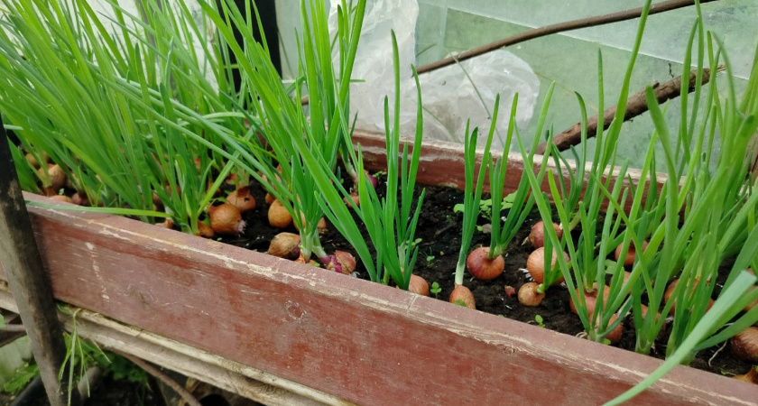 Выращиваю лук на перо зимой без хлопот: знаю 3 главных правила - они самые важные
