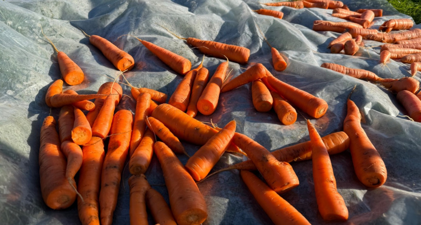 Какая морковь точно порадует в новом сезоне - 12 сортов. Они самые лучше и надежные