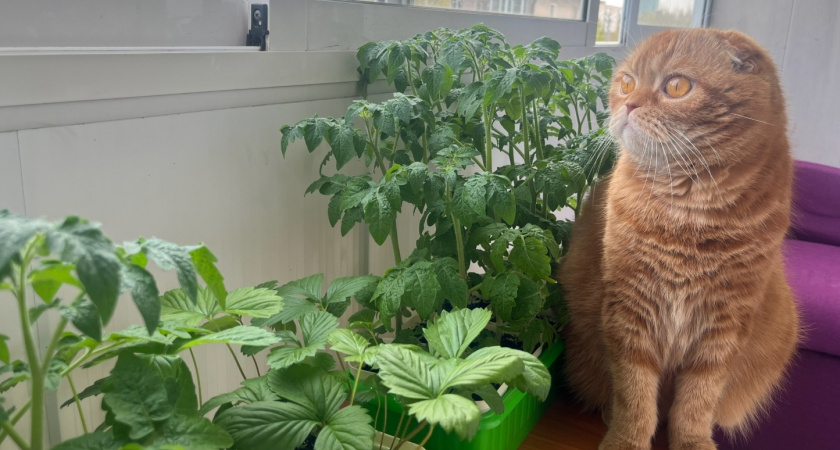 Как посадить томаты позже, а урожай получить раньше: узнала 3 способа - вот как утереть нос соседке 