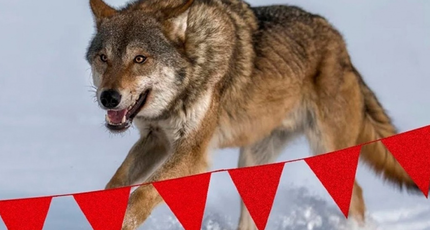 В Кировской области добыто более 170 волков в 2025 году