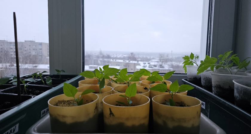 Меня трудно уже удивить сортами помидоров, но эти 2 сорта вне конкуренции - беру в новый сезон