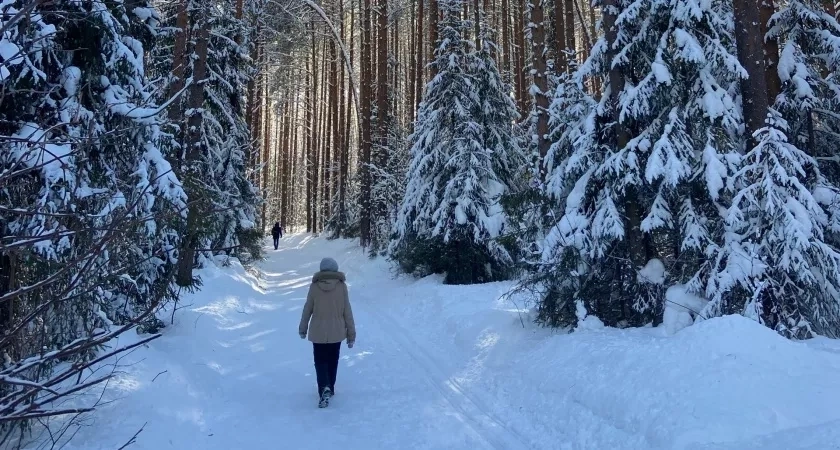 Из Кировской области отправлено на экспорт 220 кубометров березовой фанеры в ОАЭ