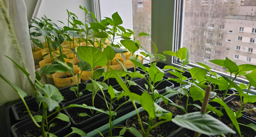 Посеяла семена в кипяток - другой метод теперь и даром не нужен. Всхожесть всем на зависть 