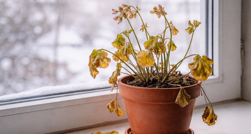 Поливаете как обычно и удивляетесь, что листья падают? Вот главная ошибка, из-за которой герань чахнет зимой