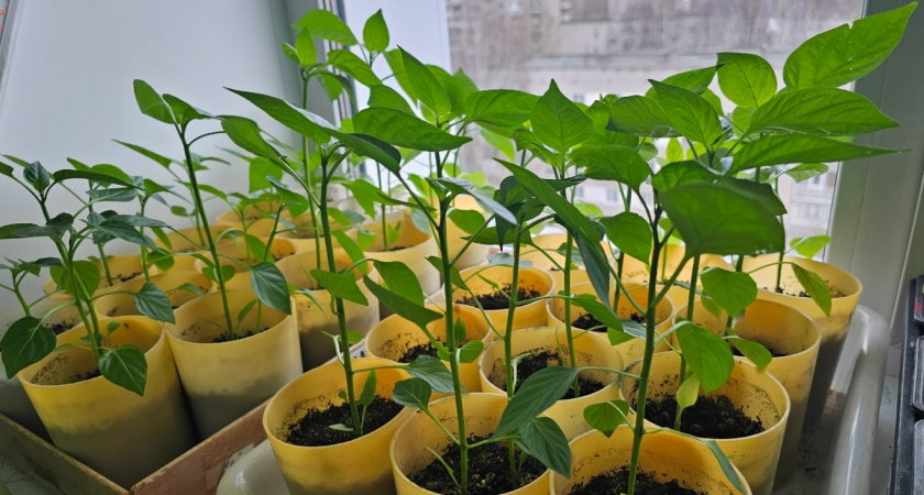 Сажаю перцы на рассаду в январе - лучшие даты по Лунному календарю. Дачники, берите на заметку