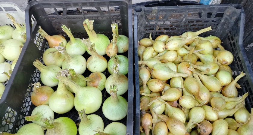 После одного простого приема забываю про гнилой лук на всю зиму: хранится до лета и мух нет