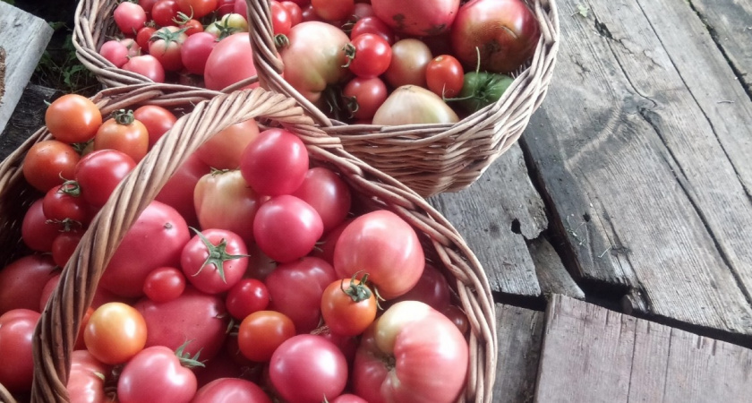 Уже отобрала томаты на посадку для сезона 2026 - решила дать волю экспериментам: вот что точно посажу