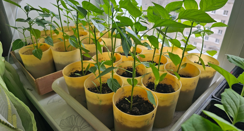 Покупаю только эти урожайные томаты за 39 рублей пачка - 5 сортов окупаются первым же урожаем