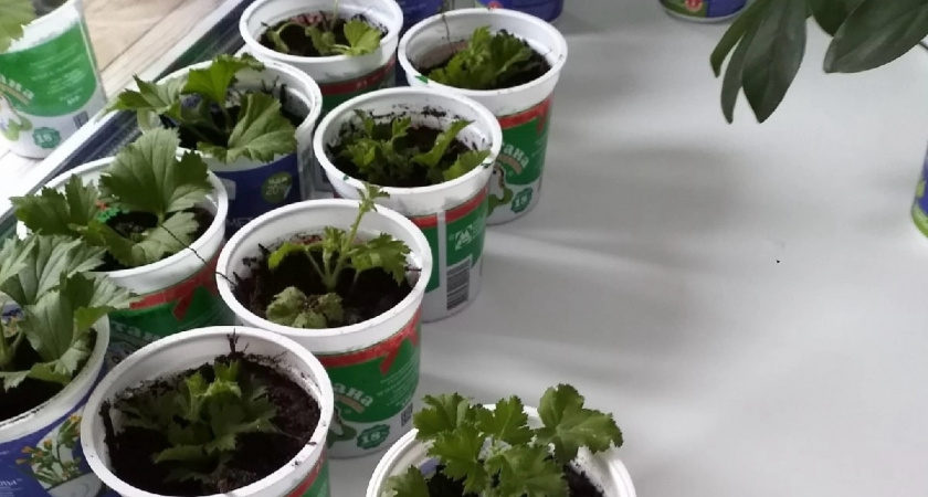 Цветы, которые сею на рассаду уже в январе - к маю получаю крепкую рассаду