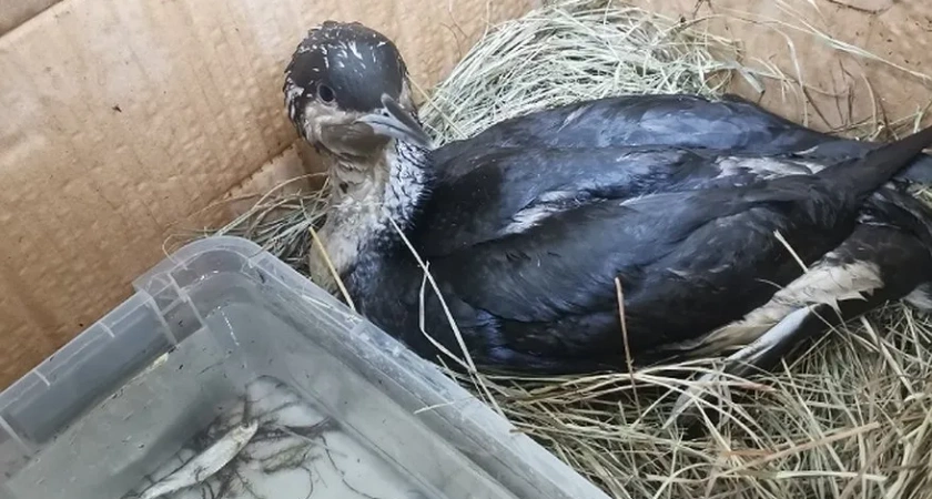 В Кировской области организуют "больницу" для диких животных