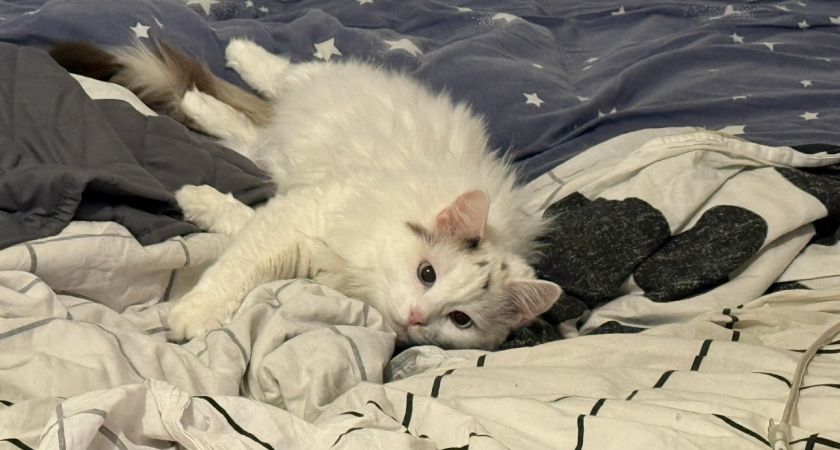 Никогда не ставьте миску с водой рядом с кормом - ваша кошка не оценит. И вот почему