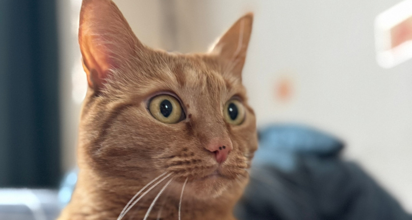 Сколько дней кошка может прожить без еды и воды: эти цифры должен знать каждый хозяин