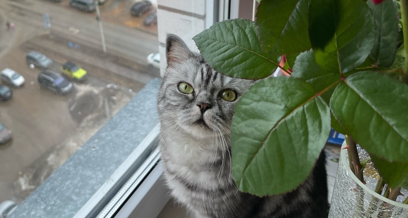 Как кошки заранее узнают о приходе хозяина домой: вот почему они всегда оказываются у двери