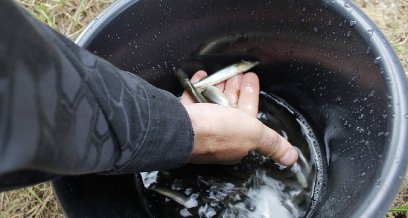 В Кировской области выпустили почти 200 тысяч мальков стерляди в Вятку