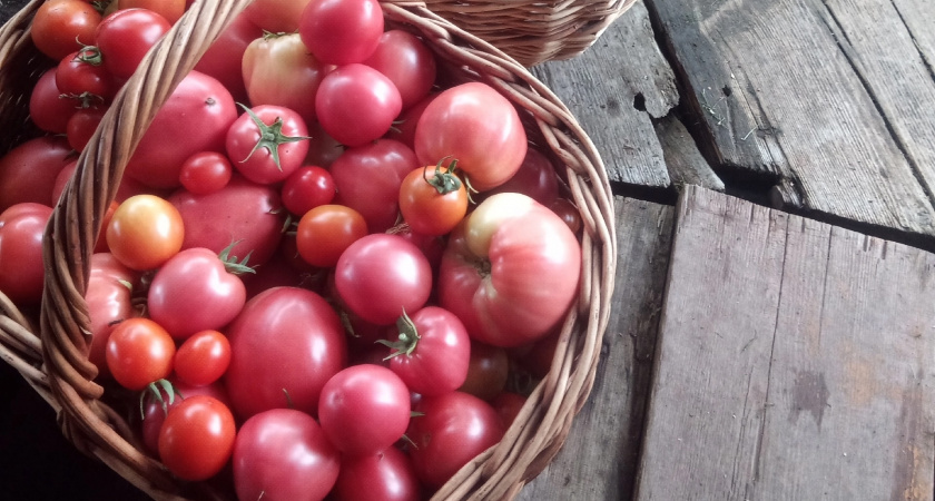 Секрет не в погребе: сорта томатов, которые не портятся и не теряют вкус дольше всех - забирайте список