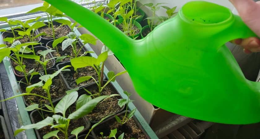 В феврале будет поздно: что посадить на рассаду в январе, чтобы летом обалдеть от урожая - хитрая тактика 