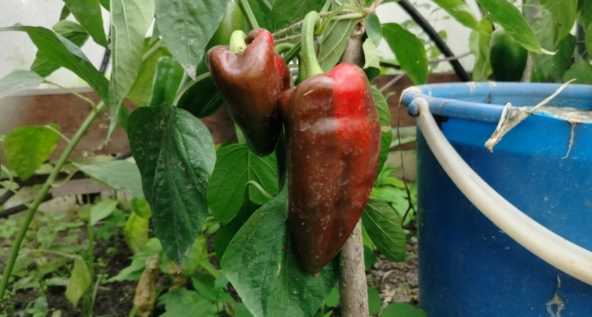 Когда сажать перец на рассаду в 2026 году? Дачники, смотрим точный календарь