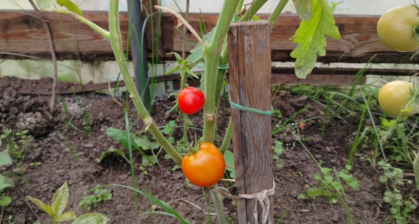 Когда сажать помидоры на рассаду - правильный ответ знает только умный дачник 