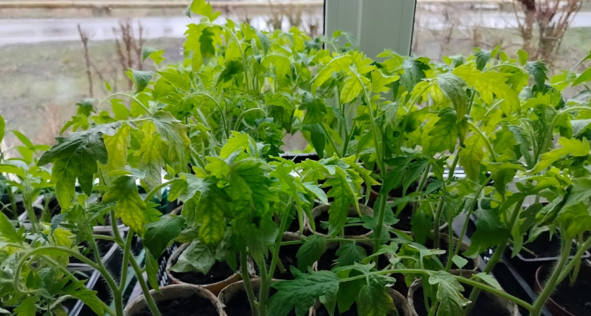 Почему рассаду нельзя "кормить" бананами и яичной скорлупой - запомните раз и на всю жизнь