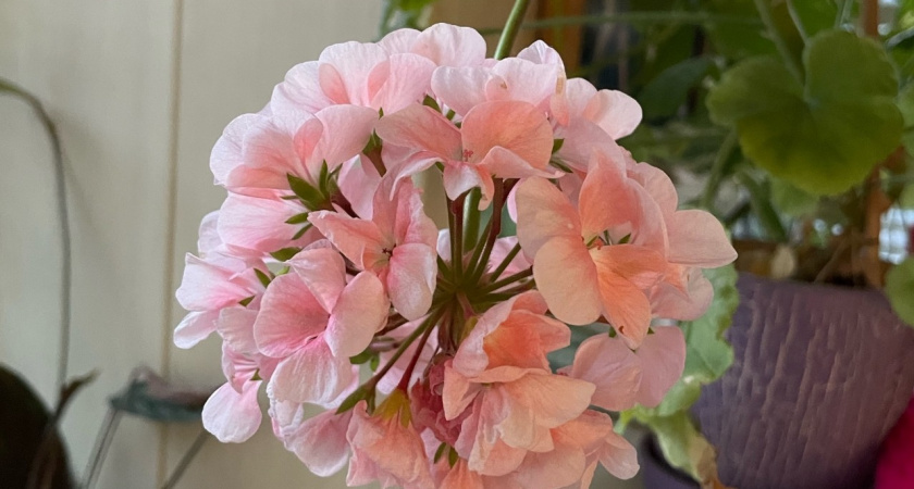 Поливаю герань в январе этим - и весной слезы счастья утираю от бутонов. Их столько, что со счета сбилась 