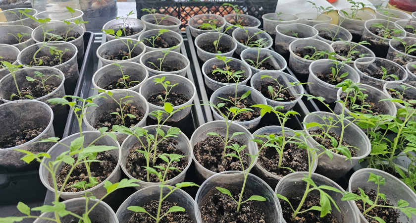 Три десятка чемпионов: самые урожайные томаты, которые не подведут даже в плохое лето