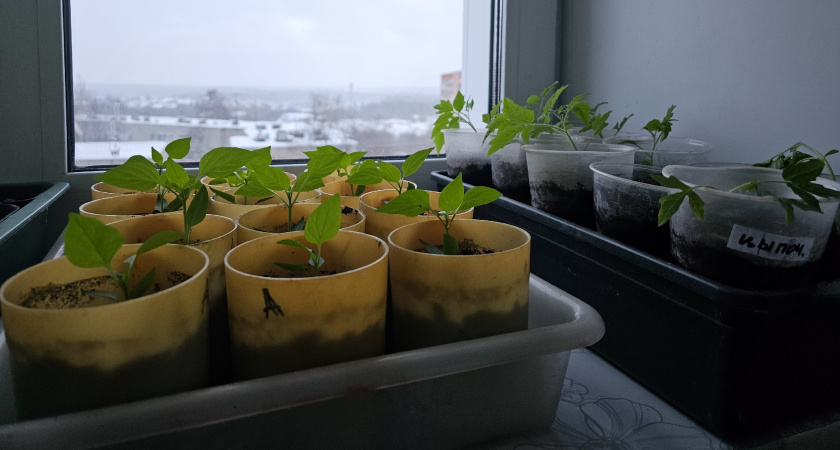 Стоит копейки в аптеке, а работает лучше стимуляторов: 1 таблетка, чтобы рассада стала "толстенькой" как баобаб