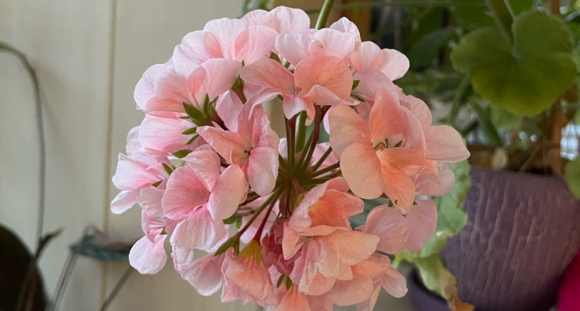 В январе герань только этого и ждет: правильно поливаю и обрезаю - любуюсь цветением с весны до осени 