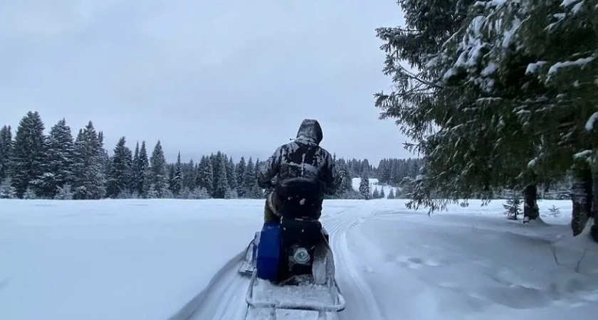 Браконьеры из Кировской области ответят за отстрел 10 лосей и ульев