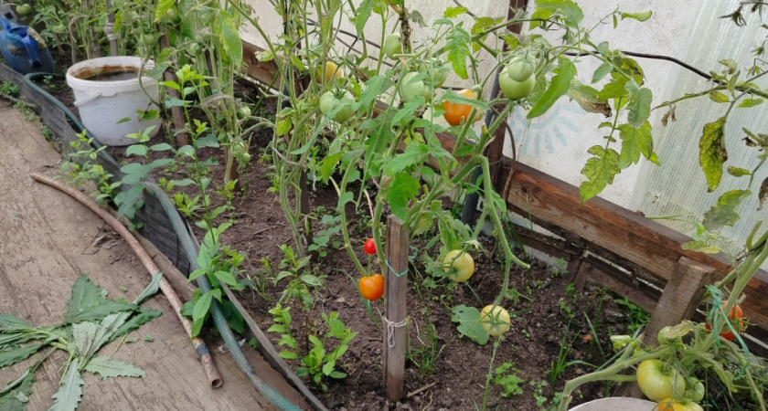 Сколько кустов томатов можно посадить в теплицу - запомните раз и навсегда