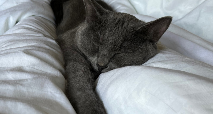 Никогда не скидывайте кошку с колен - и вот почему. Об этом должен знать каждый хозяин