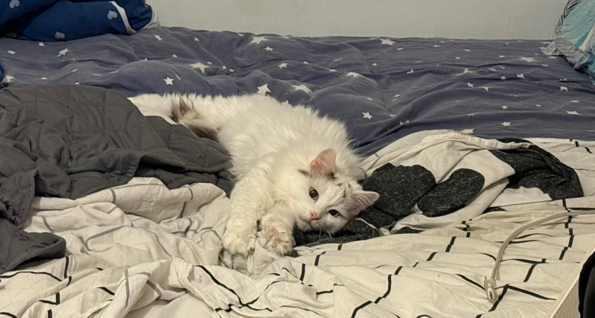 Целуете свою кошку - вот что она чувствует в этот момент. Зоопсихологи поставили точку