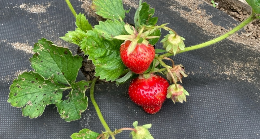 Соседка подсказала схему — и грядка взорвалась ягодами: как шахматная посадка удваивает урожай клубники