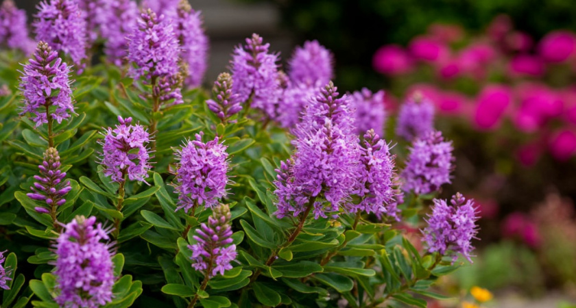 Шикарный многолетник для сада - цветет с весны и до самой поздней осени: прост в уходе и неприхотлив